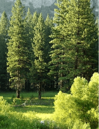 Bill DeBerry Obituary