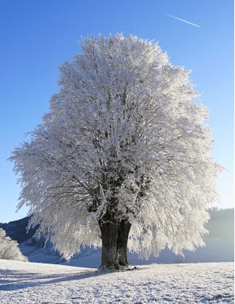 Charles Wayne White Obituary