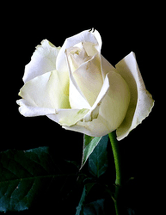 Jeanne Marie (Calveri) McFate Obituary